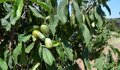 asimina triloba