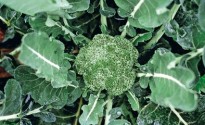 cavolo broccolo calabrese