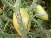 Pianta di pomodoro danneggiata dalla grandine