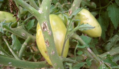 Pianta di pomodoro danneggiata dalla grandine