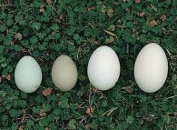 Uova di anatra