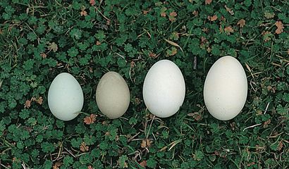Melodic Deplete Contributor Un consiglio per l'incubazione artificiale delle uova di anatra
