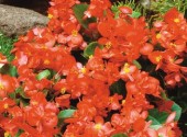 Begonia semperflorens