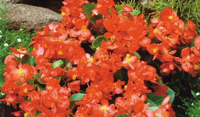 Begonia semperflorens