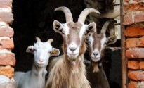Capre Saanen e due Bionde dell’Adamelloallevamento familiare