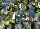 olive toscane maturazione