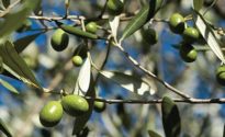 olive toscane maturazione