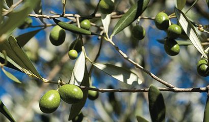 olive toscane maturazione