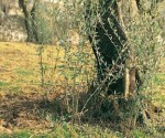 polloni olivo olivicoltura