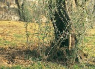 polloni olivo olivicoltura