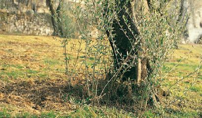 polloni olivo olivicoltura