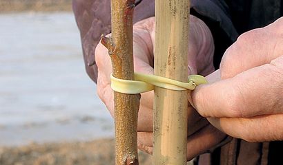 La corretta legatura al tutore delle piante da frutto