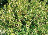 Osmanthus aquifolium arbusto