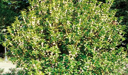 Osmanthus aquifolium arbusto