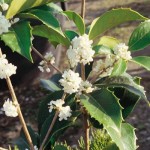 Osmanthus aquifolium ramo fiori