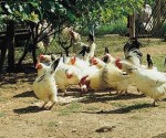 Galline ovaiole