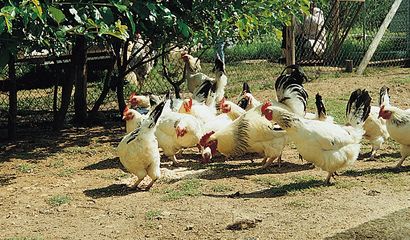 Galline ovaiole