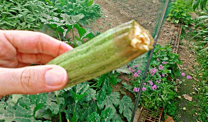 Zucchino colpito da marciume