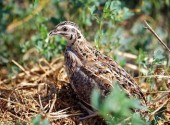 Quaglia Coturnix Coturnix