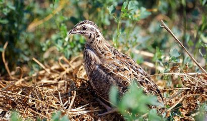 Quaglia Coturnix Coturnix