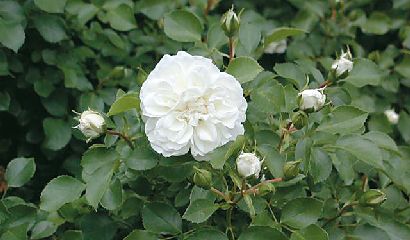 rosa-white_meidiland