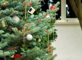 Albero di Natale già trapiantato in un giardino di campagna