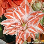 Amaryllis hippeastrum ‘Lady-Jane’ a fiori doppi