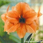 Amaryllis hippeastrum  a fiori doppi