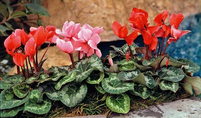 Ciclamini in un giardino di casa