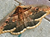 Farfalla saturnia del pero – Saturnia pyri