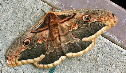 Farfalla saturnia del pero – Saturnia pyri