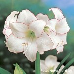 Hippeastrum a fiore semplice bianco -Picoté