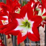 Hippeastrum a fiore semplice rosso e bianco