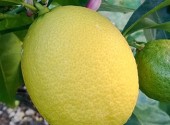 Limone sulla pianta