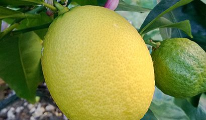 Limone sulla pianta