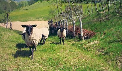 Suffolk Pecora Che Non Passa Inosservata Vita In Campagna