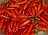 Peperoncini della varietà tabasco