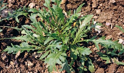 Piantina di rucola selvatica