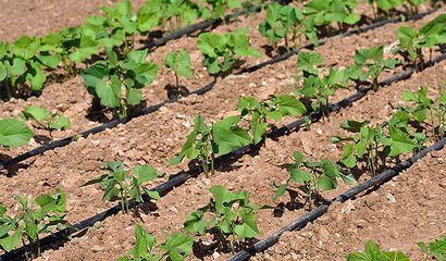 In orto è meglio irrigare con manichetta forata - Vita in Campagna