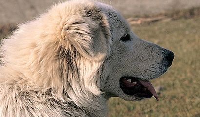 Cane Pastore Maremmano