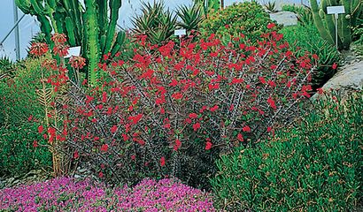 Euphorbia milii detta anche Euphorbia splendens