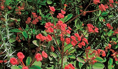 Euphorbia milii