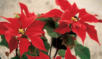 Stella Di Natale Giugno.Stella Di Natale Una Pianta Per Le Feste Vita In Campagna