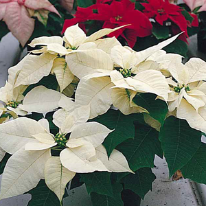 Stella Di Natale Bianca.Stella Di Natale Una Pianta Per Le Feste Vita In Campagna