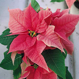 Stella Di Natale Rosa.Stella Di Natale Una Pianta Per Le Feste Vita In Campagna