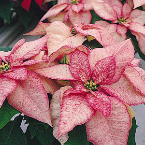 Stella Di Natale Fiore Prezzo.Stella Di Natale Una Pianta Per Le Feste Vita In Campagna