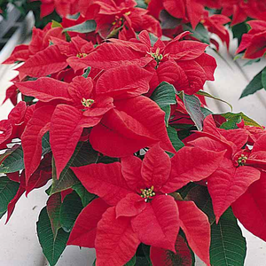 Foto Stella Di Natale Rossa.Stella Di Natale Una Pianta Per Le Feste Vita In Campagna