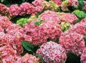 Hydrangea macrophylla «Arlecchino»