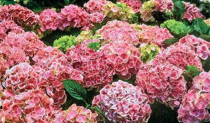 Hydrangea macrophylla «Arlecchino»