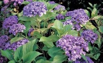 Ortensie Ortensia Hydrangea macrophylla Ayesha